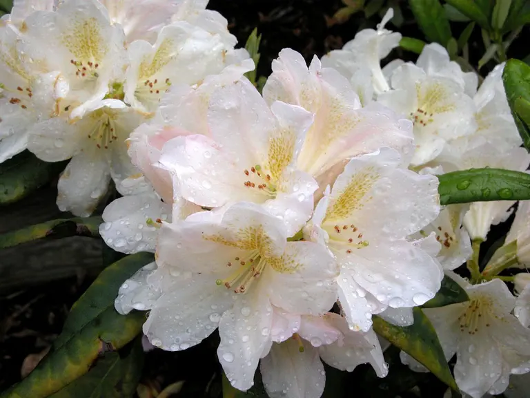 Photo of R. 'lacteum x taliense', Rhododendron Hybrid