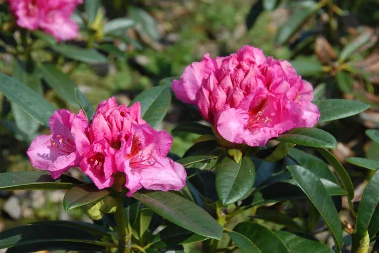 Photo of R. 'Johann Bruns', Rhododendron Hybrid