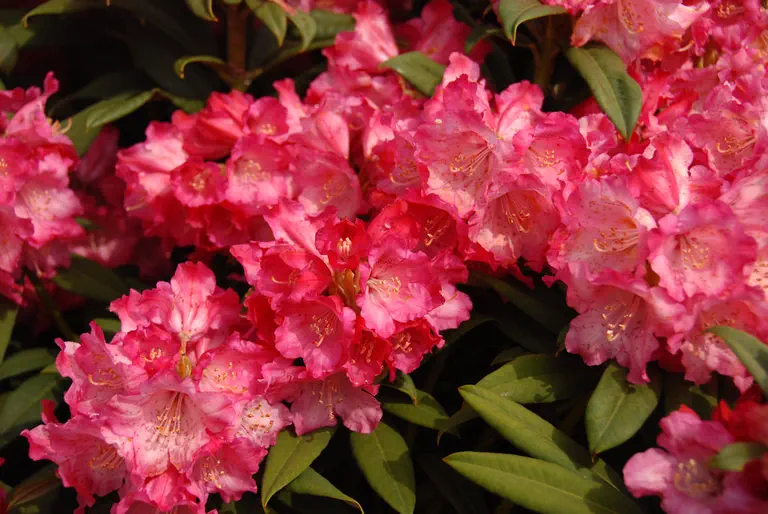 Photo of R. 'Anneliese', Rhododendron Hybrid