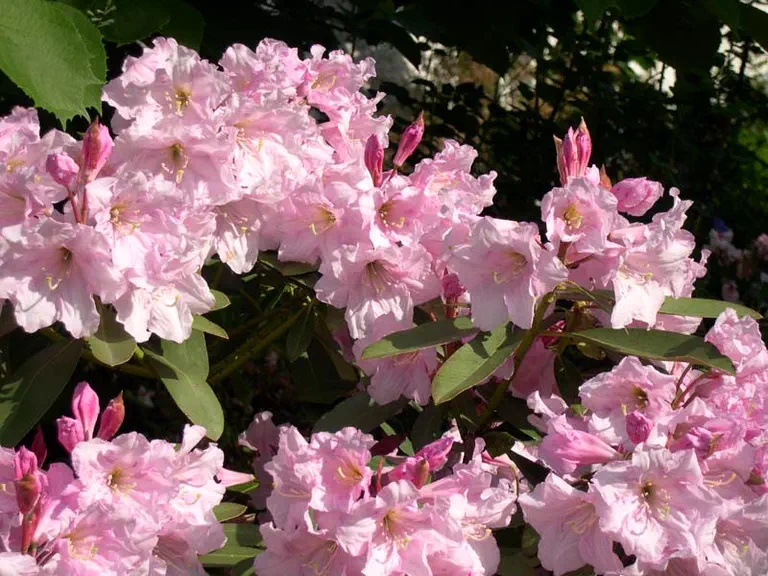 Photo of R. 'Cadis', Rhododendron Hybrid