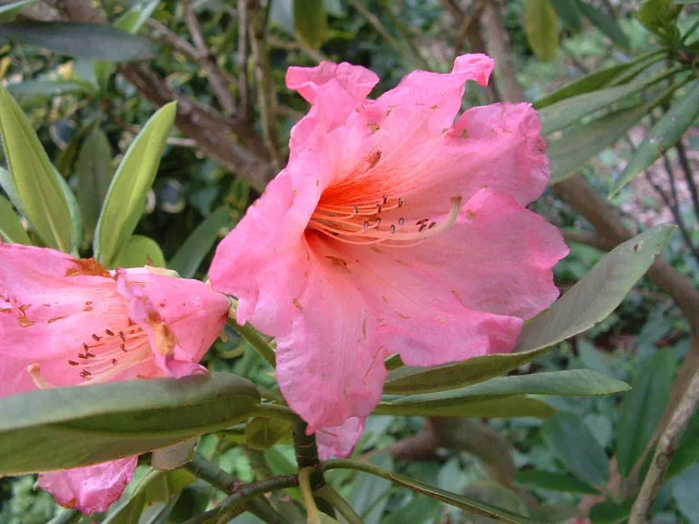 Photo of R. 'Bright Eyes Group', Rhododendron Cultivar group