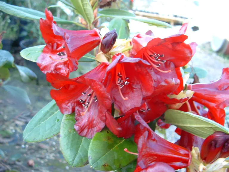 Photo of R. 'Kentucky Cardinal', Rhododendron Hybrid