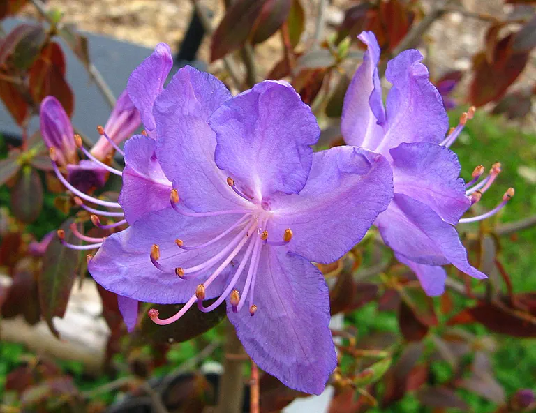 Photo of R. 'California Blue', Rhododendron Hybrid