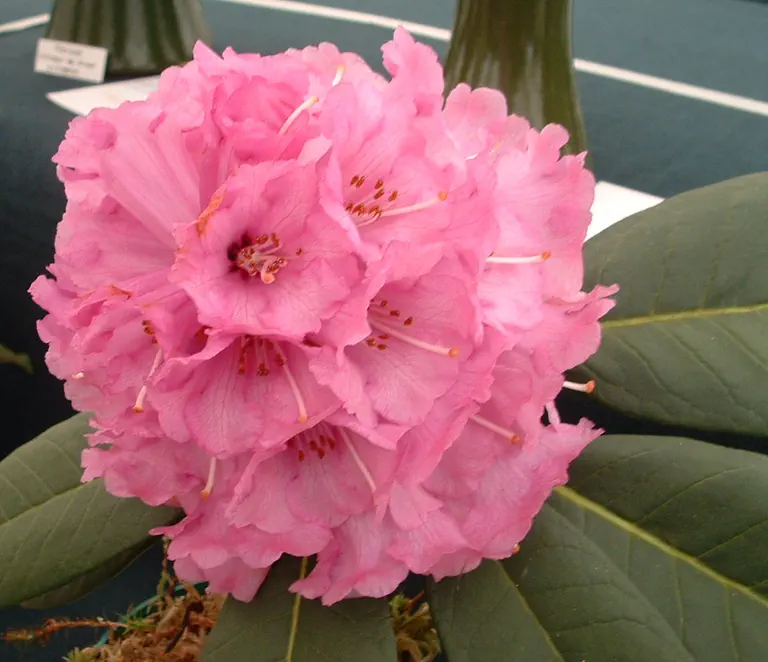 Photo of R. 'Colonel Rogers Group', Rhododendron Hybrid