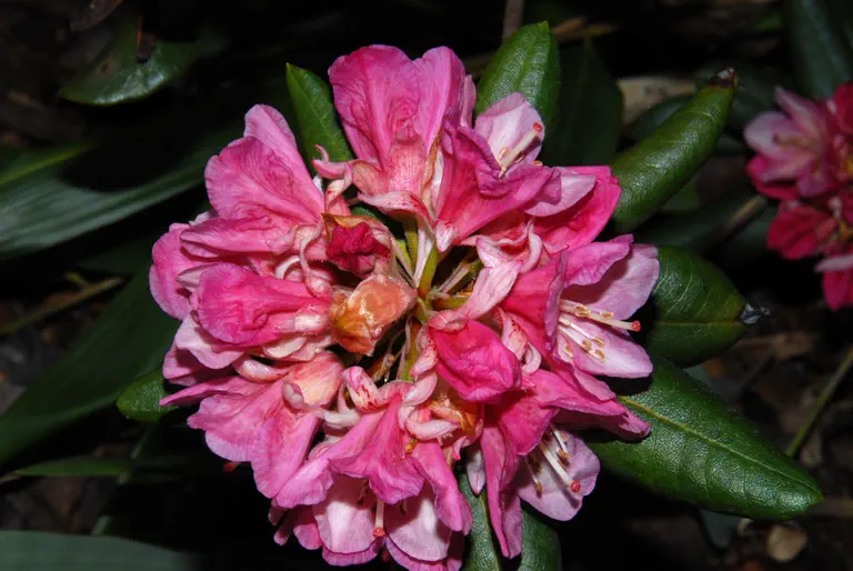 Photo of R. 'Sandy Petruso x Crimson Pippin', Rhododendron Hybrid