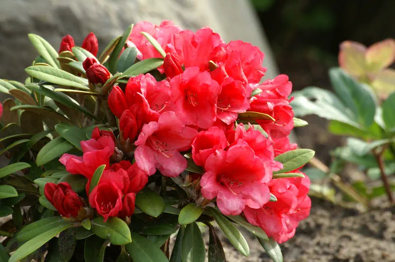 Photo of R. 'dichroanthum x yakushimanum', Rhododendron Hybrid