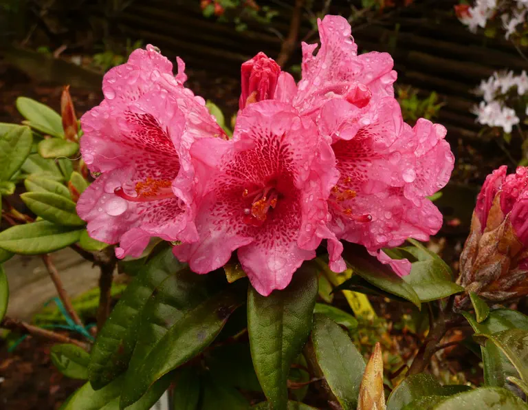 Photo of R. 'Cavalier X Bambi x proteoides #16', Rhododendron Hybrid