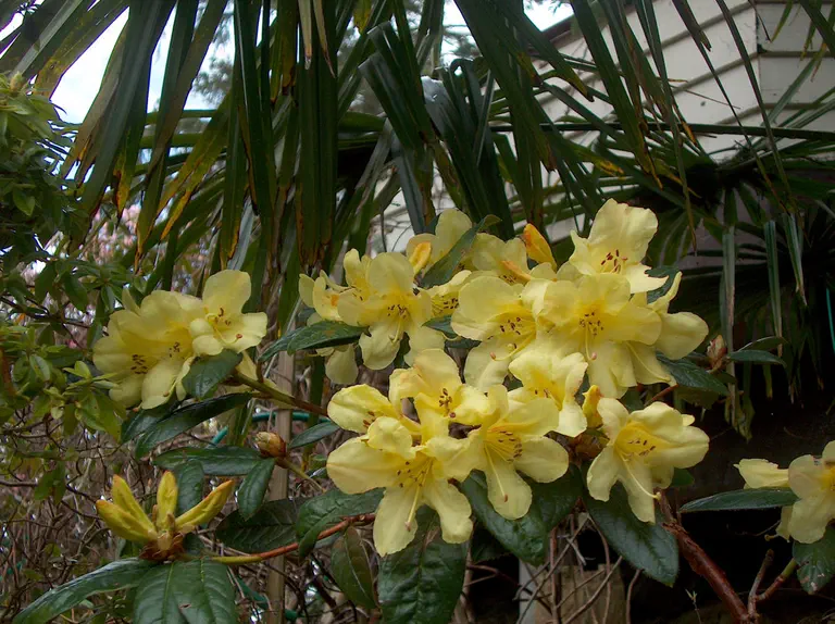 Photo of R. 'California Gold', Rhododendron Hybrid