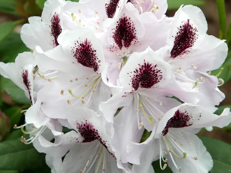 Photo of R. 'Calsap', Rhododendron Hybrid