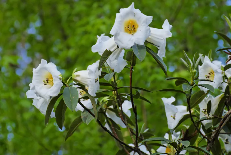 Photo of R. 'lindleyi x nuttallii', Rhododendron Hybrid