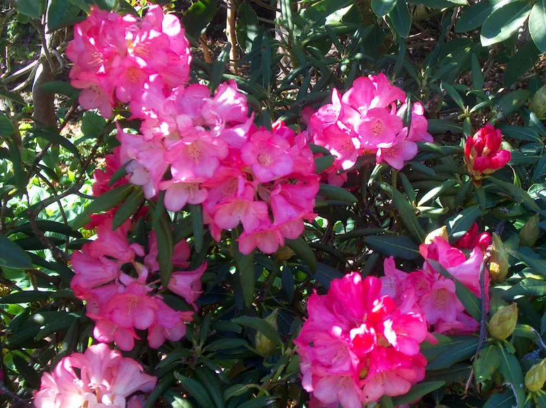 Photo of R. 'yakushimanum x Mrs Horace Fogg', Rhododendron Hybrid