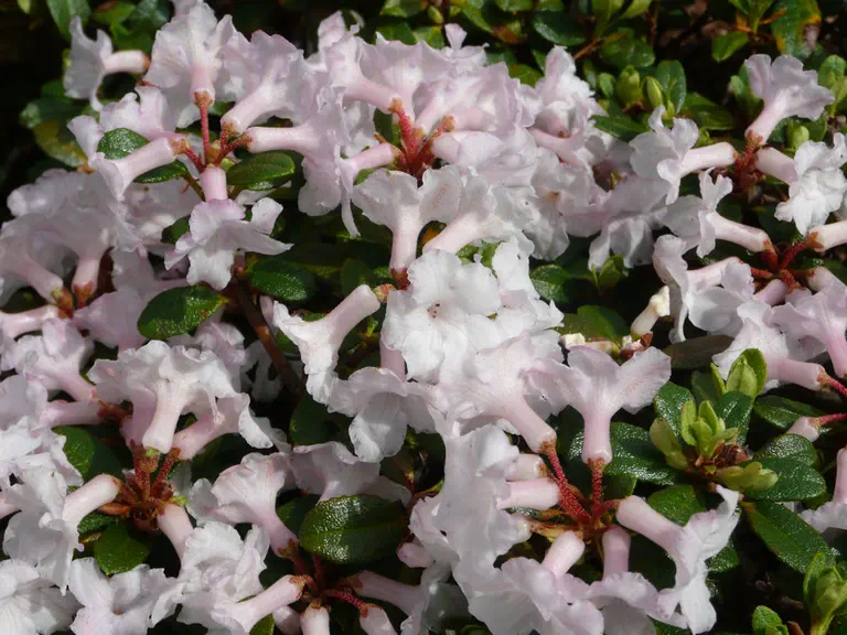 Photo of R. 'sargentianum x myrtifolium', Rhododendron Hybrid
