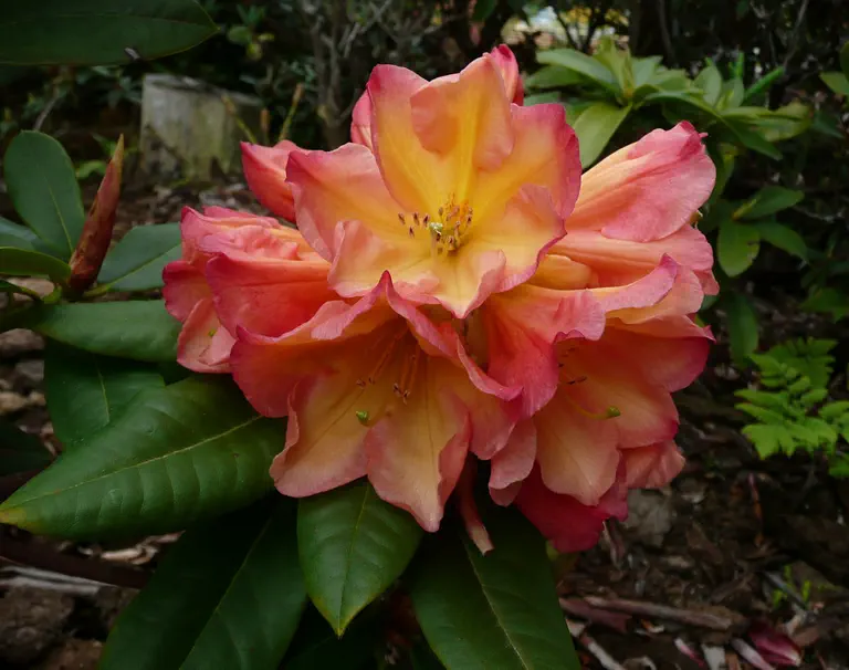 Photo of R. 'Spun Gold', Rhododendron Hybrid