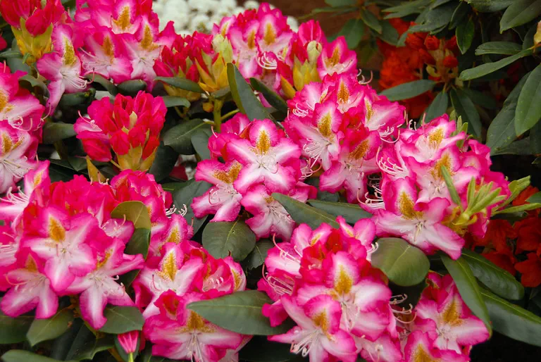 Photo of R. 'Campanile', Rhododendron Hybrid
