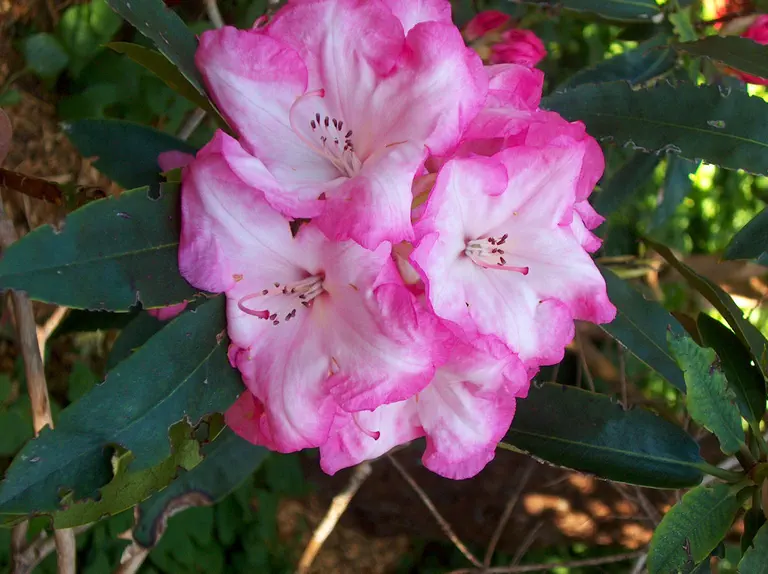 Photo of R. 'Canadian Beauty', Rhododendron Hybrid