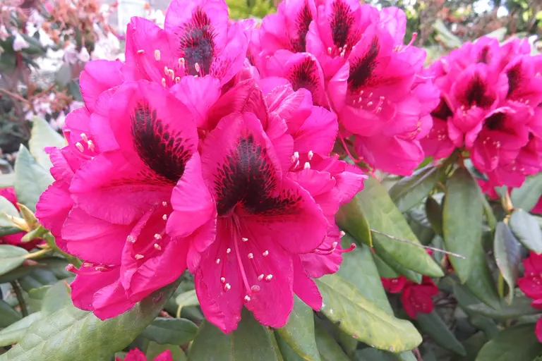 Photo of R. 'Sigismund Rucker', Rhododendron Hybrid
