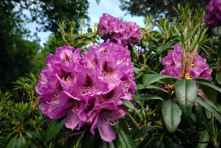 Photo of R. 'Madame Doumier', Rhododendron Hybrid