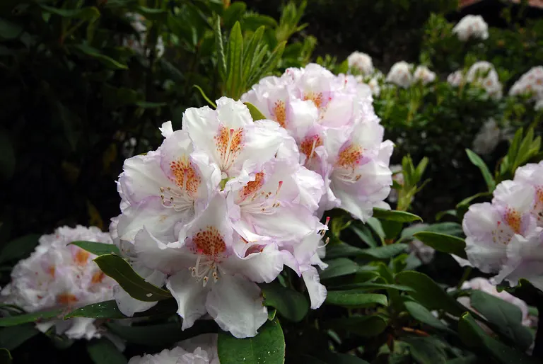 Photo of R. 'Mademoiselle Marie van Houtte', Rhododendron Hybrid