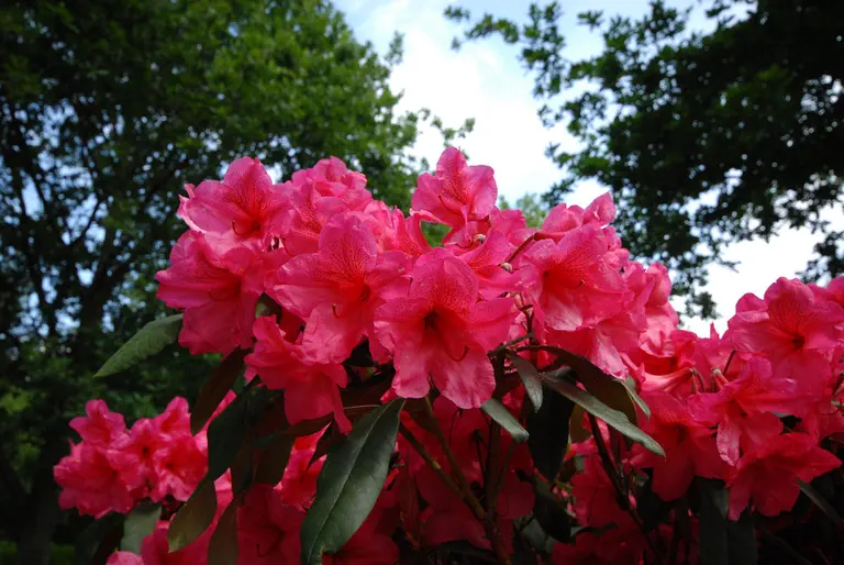 Photo of R. 'Italia Group', Rhododendron Cultivar group
