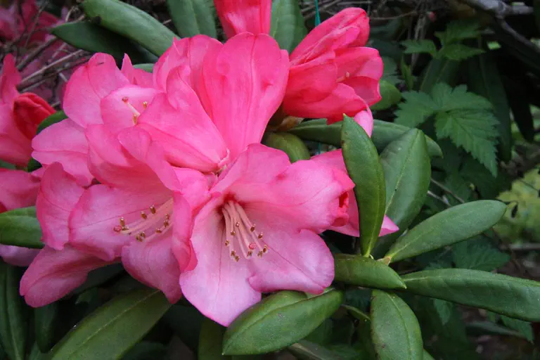 Photo of R. 'Canadian Sunset', Rhododendron Hybrid