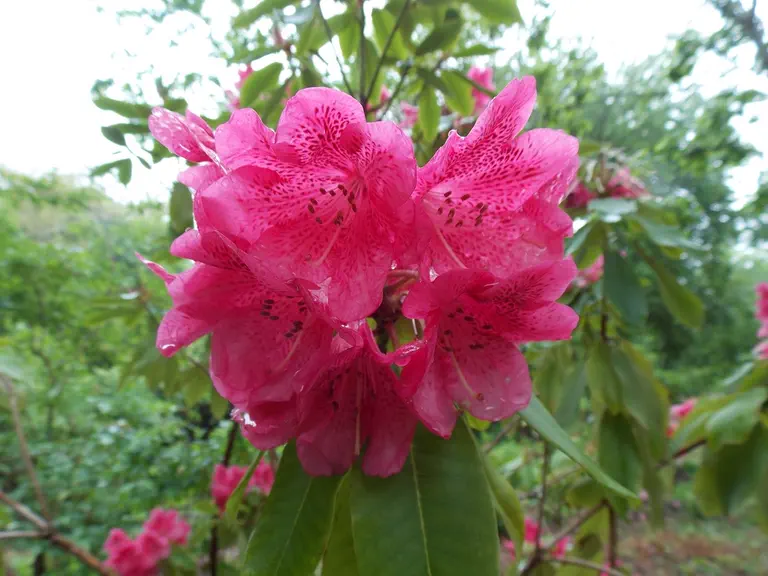 Photo of R. 'Barbara Ann', Rhododendron Hybrid