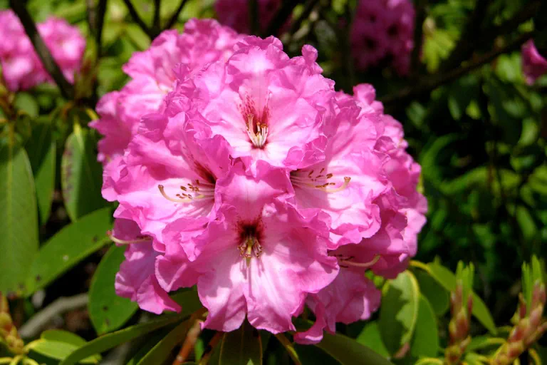 Photo of R. 'Barbara Hall', Rhododendron Hybrid