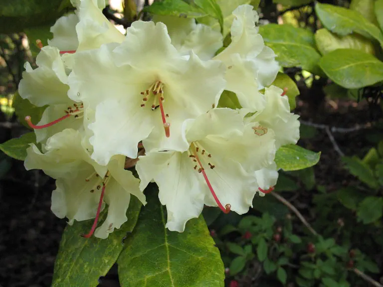 Photo of R. 'Canary', Rhododendron Hybrid