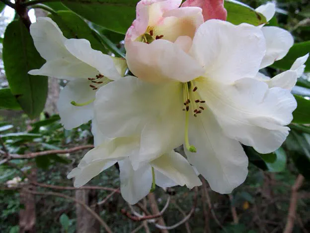 Photo of R. 'Barbara Hardgrove', Rhododendron Hybrid