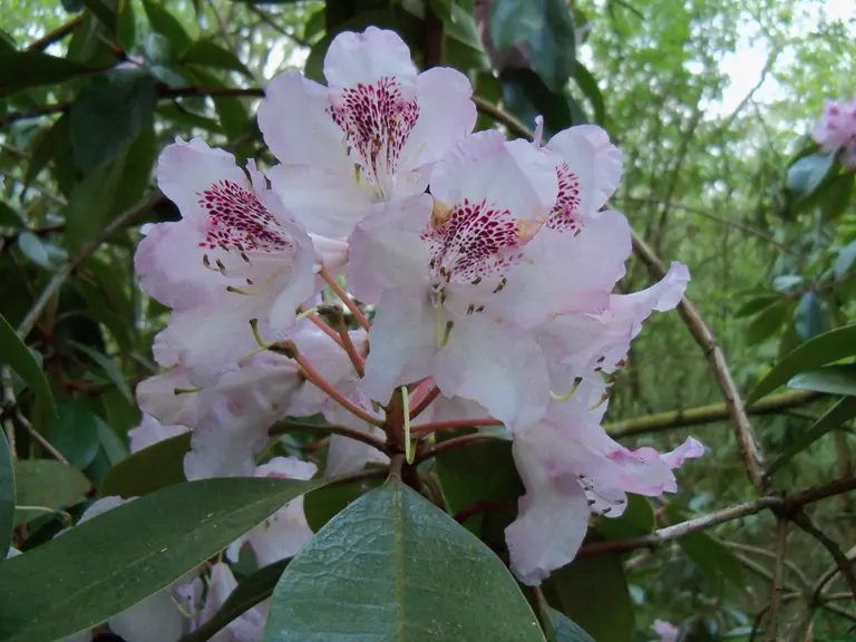 Photo of R. 'Baroness Henry Schröder', Rhododendron Hybrid