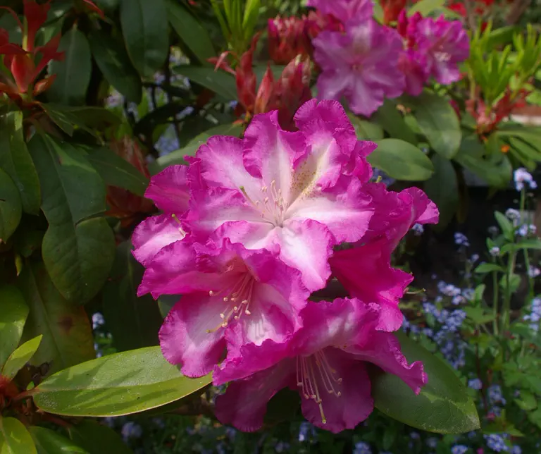 Photo of R. 'Betty Anderson', Rhododendron Hybrid