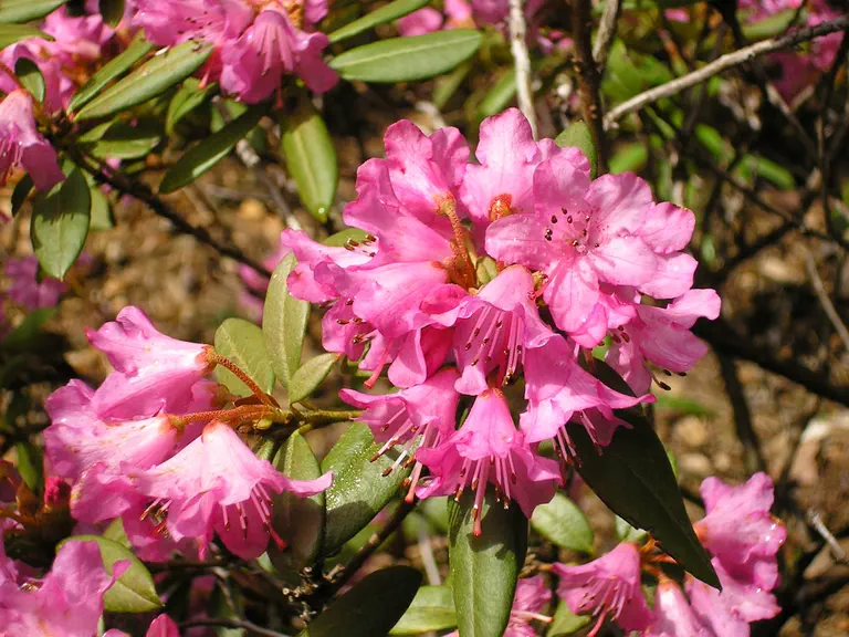 Photo of R. 'Candi', Rhododendron Hybrid