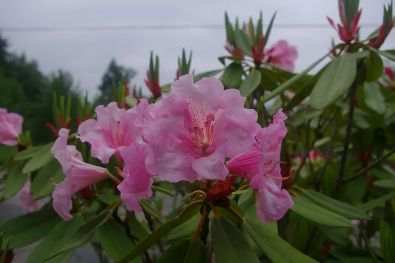 Photo of R. 'Betty Hume', Rhododendron Hybrid