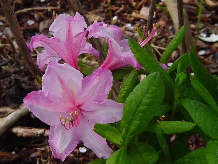 Photo of R. 'Candy Lights', Rhododendron Hybrid