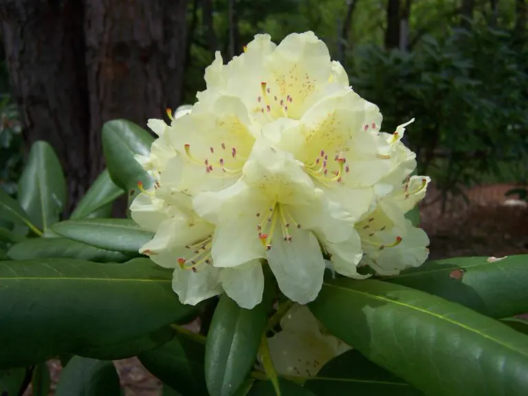 Photo of R. 'Capistrano', Rhododendron Hybrid