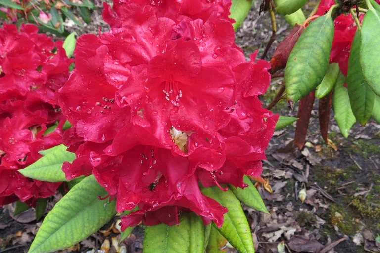 Photo of R. 'Captain Jack', Rhododendron Hybrid