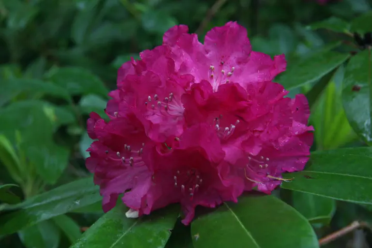 Photo of R. 'Caractatus', Rhododendron Hybrid