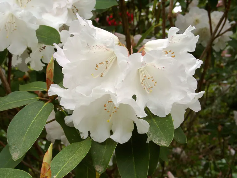Photo of R. 'Carex', Rhododendron Hybrid