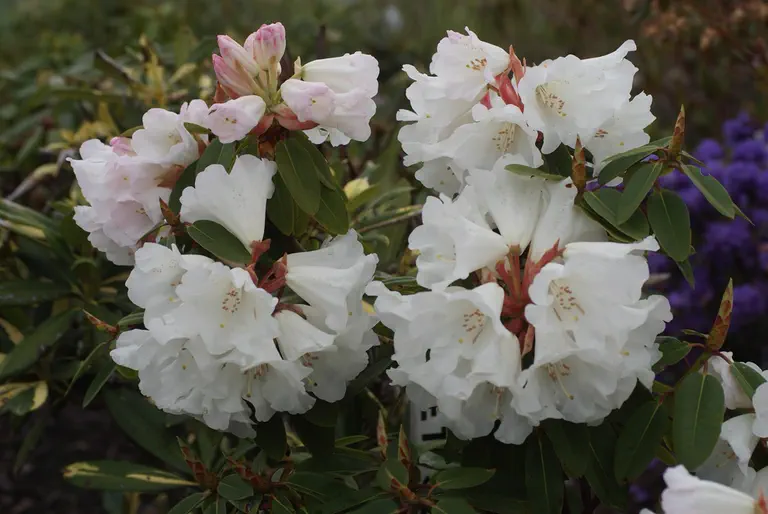 Photo of R. 'Carex White', Rhododendron Hybrid