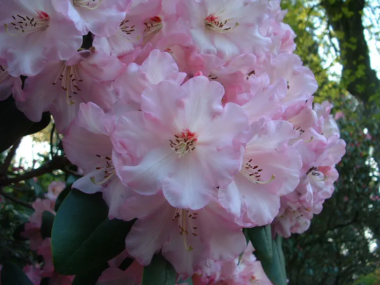 Photo of R. 'Carita Charm', Rhododendron Hybrid
