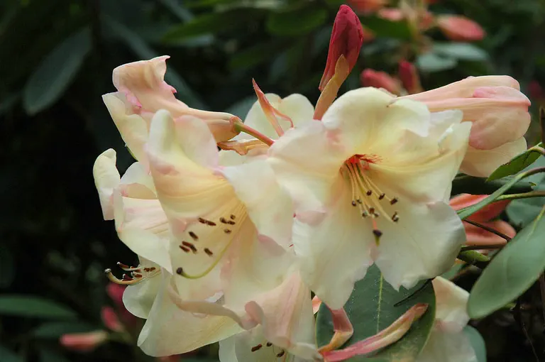 Photo of R. 'Carita', Rhododendron Hybrid