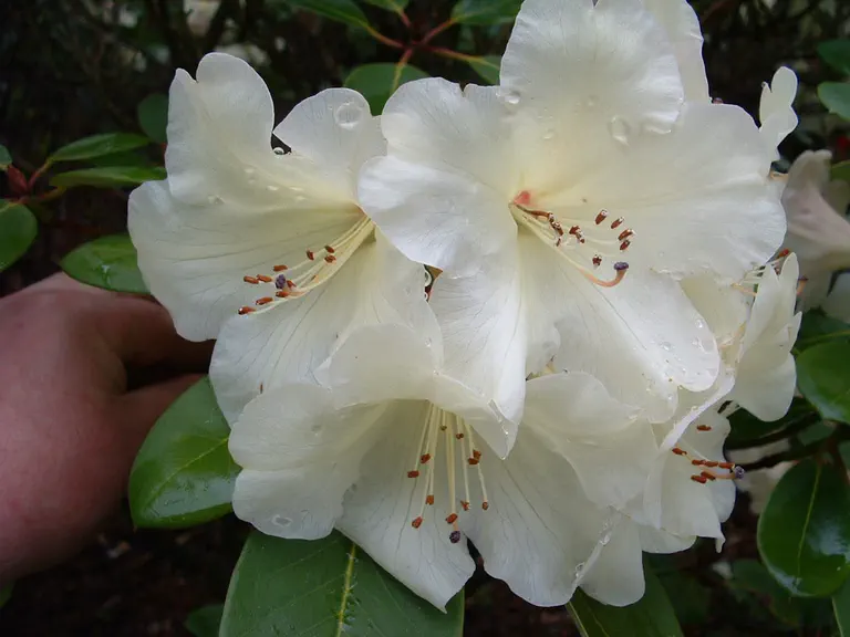 Photo of R. 'Carita Inchmery', Rhododendron Hybrid