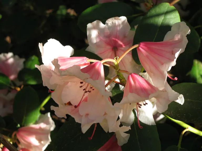 Photo of R. 'Carlene', Rhododendron Hybrid