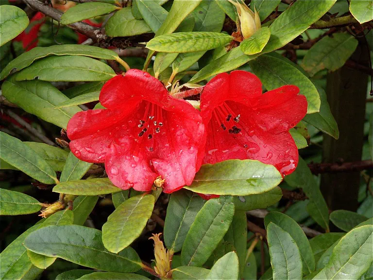 Photo of R. 'Carmen', Rhododendron Hybrid