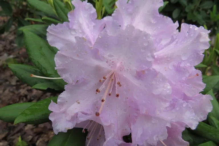 Photo of R. 'Caroline Allbrook', Rhododendron Hybrid