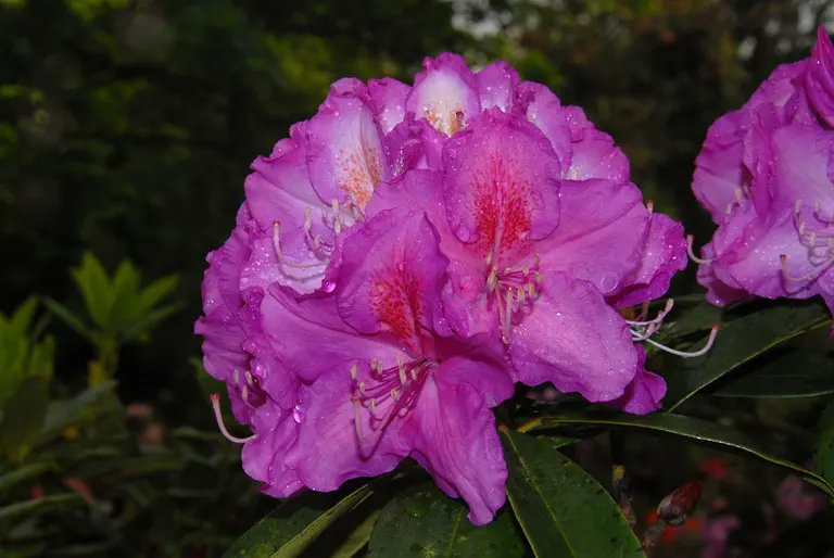 Photo of R. 'Eruption x Janet Ward', Rhododendron Hybrid