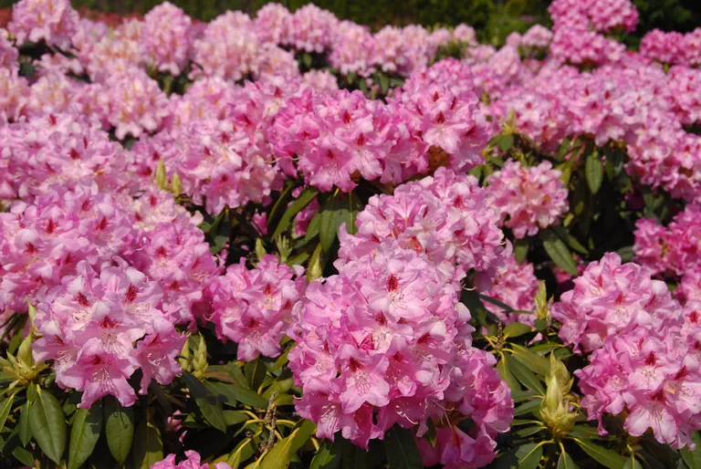 Photo of R. 'Cornelia Schröder', Rhododendron Hybrid