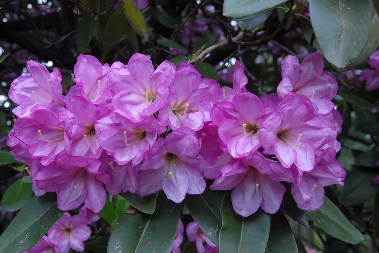 Photo of R. 'fortunei x Caractacus', Rhododendron Hybrid