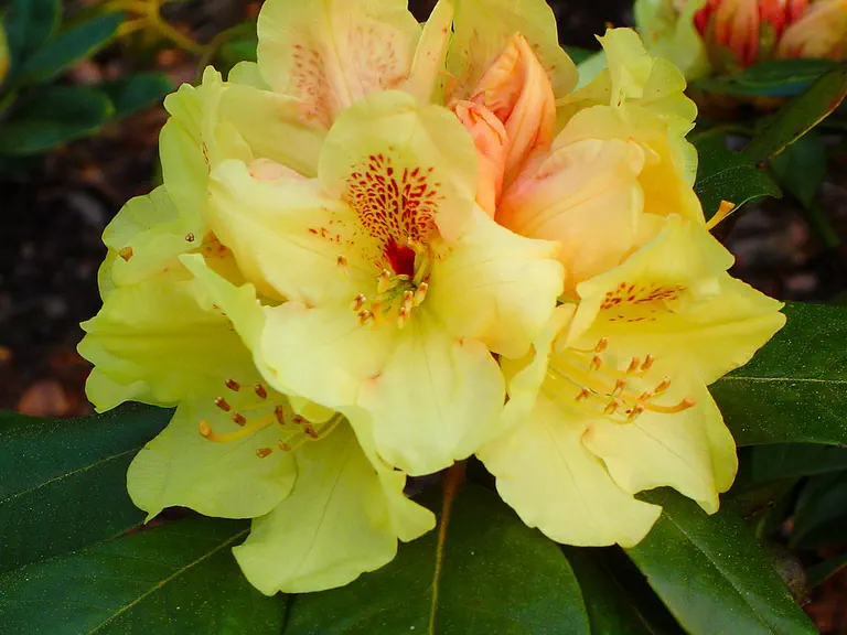 Photo of R. 'Goldschatz', Rhododendron Hybrid