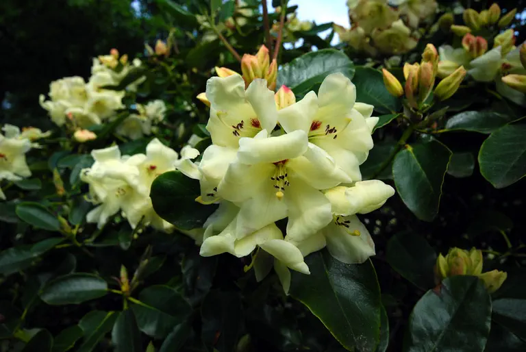 Photo of R. 'Goldlika', Rhododendron Hybrid