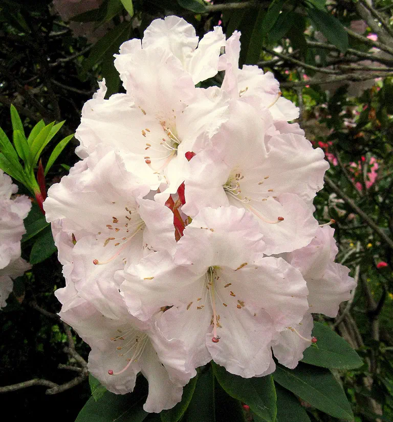 Photo of R. 'White Swan', Rhododendron Hybrid
